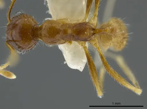 Pheidole azteca specimen CASENT0625435 image casent0625435_1