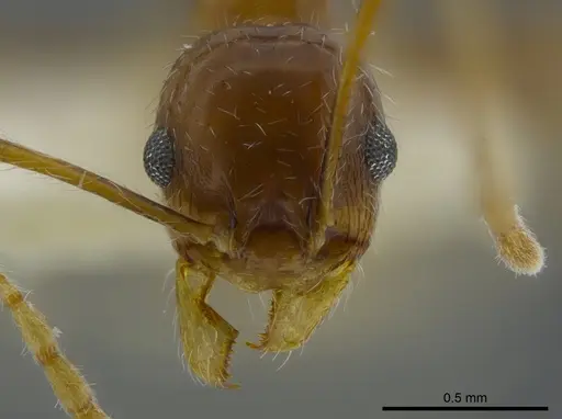 Pheidole azteca specimen CASENT0625435 image casent0625435_2