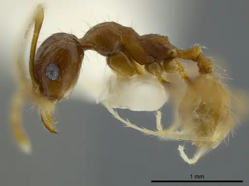 Pheidole azteca specimen CASENT0625435 image casent0625435_3