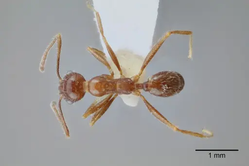 Pheidole azteca specimen CASENT0649707 image casent0649707_1
