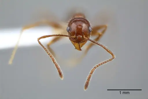 Pheidole azteca specimen CASENT0649707 image casent0649707_2