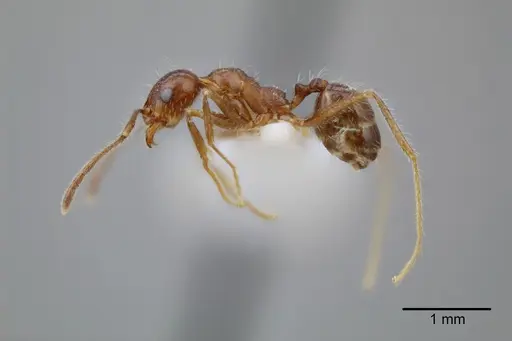Pheidole azteca specimen CASENT0649707 image casent0649707_3