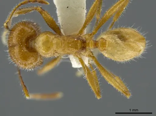 Pheidole azteca specimen JTLC000016325 image jtlc000016325_1