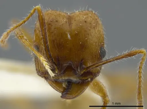 Pheidole azteca specimen JTLC000016325 image jtlc000016325_2
