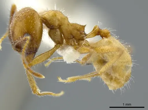 Pheidole azteca specimen JTLC000016325 image jtlc000016325_3