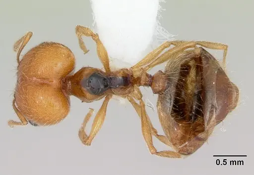 Pheidole bajaensis specimen CASENT0172964 image casent0172964_1