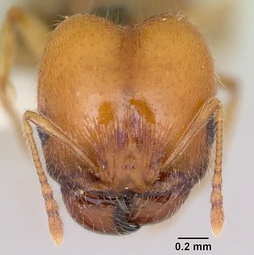 Pheidole bajaensis specimen CASENT0172964 image casent0172964_2