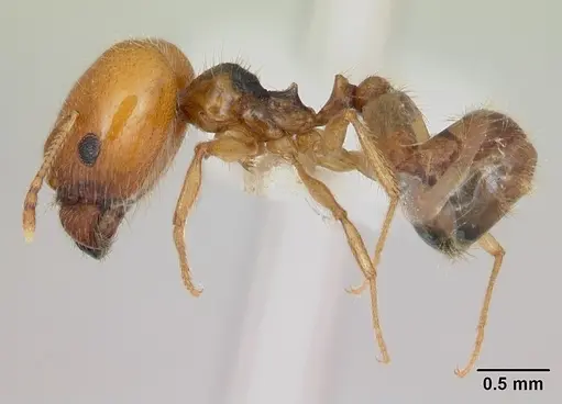 Pheidole bajaensis specimen CASENT0172964 image casent0172964_3