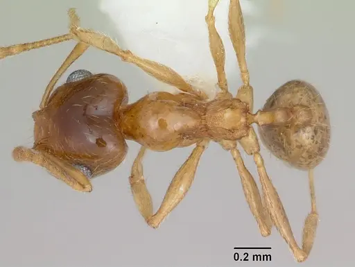 Pheidole bajaensis specimen CASENT0172965 image casent0172965_1