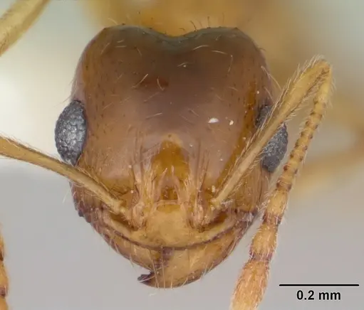 Pheidole bajaensis specimen CASENT0172965 image casent0172965_2