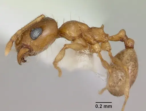 Pheidole bajaensis specimen CASENT0172965 image casent0172965_3