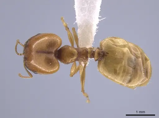 Pheidole bajaensis specimen CASENT0652088 image casent0652088_1