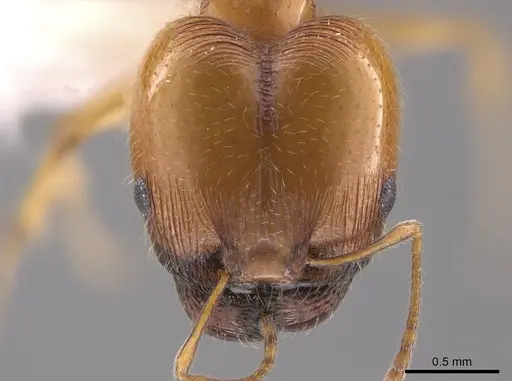 Pheidole bajaensis specimen CASENT0652088 image casent0652088_2