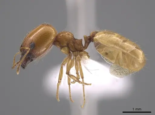Pheidole bajaensis specimen CASENT0652088 image casent0652088_3