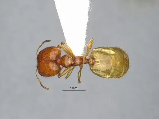 Pheidole bajaensis specimen CASENT4031428 image casent4031428_1