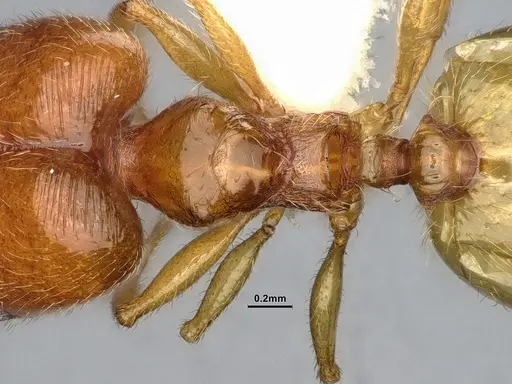 Pheidole bajaensis specimen CASENT4031428 image casent4031428_2
