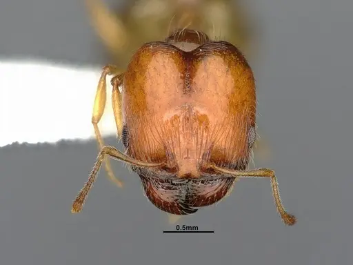 Pheidole bajaensis specimen CASENT4031428 image casent4031428_3