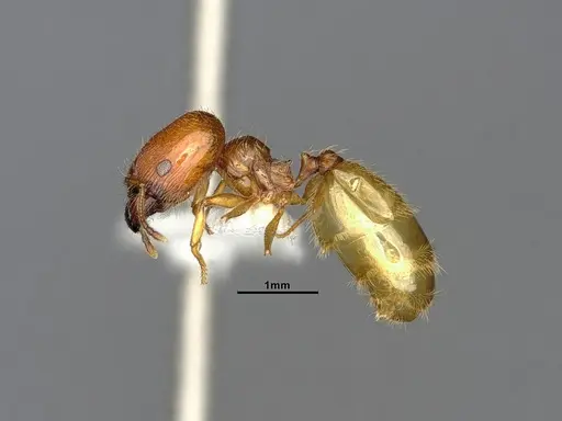 Pheidole bajaensis specimen CASENT4031428 image casent4031428_4