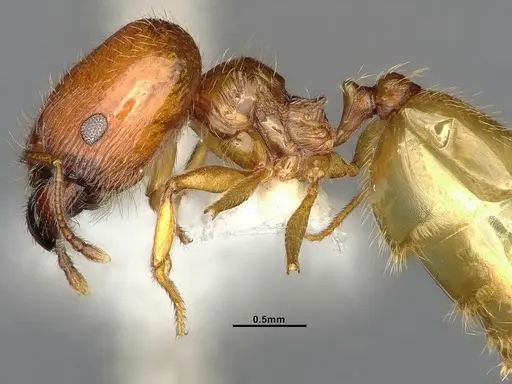 Pheidole bajaensis specimen CASENT4031428 image casent4031428_5