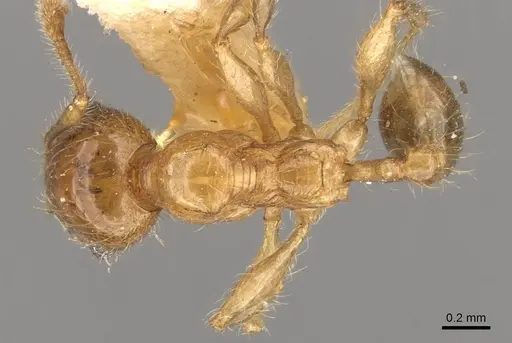 Pheidole bakeri specimen CASENT0908160 image casent0908160_1
