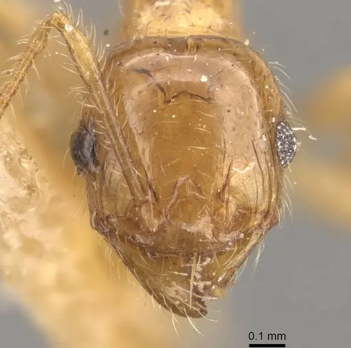 Pheidole bakeri specimen CASENT0908160 image casent0908160_2