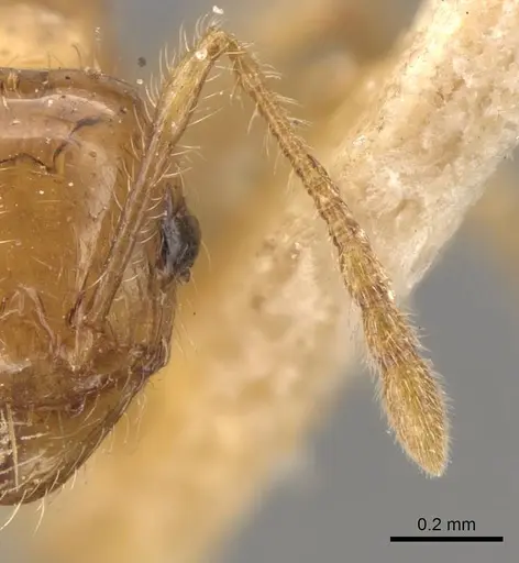 Pheidole bakeri specimen CASENT0908160 image casent0908160_3