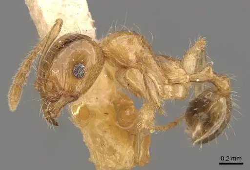 Pheidole bakeri specimen CASENT0908160 image casent0908160_4