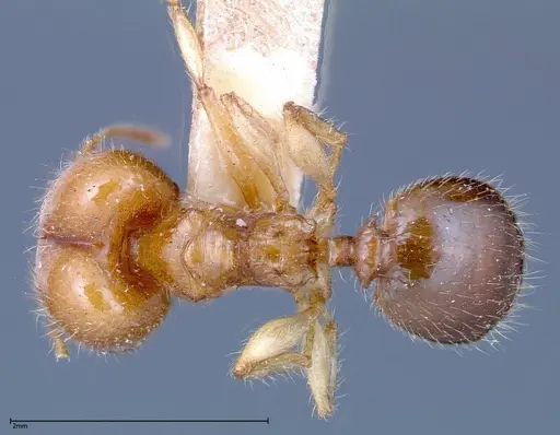 Pheidole bakeri specimen FOCOL0246 image focol0246_1