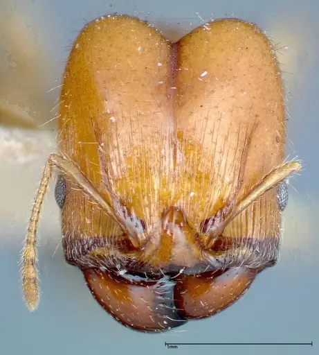 Pheidole bakeri specimen FOCOL0246 image focol0246_2