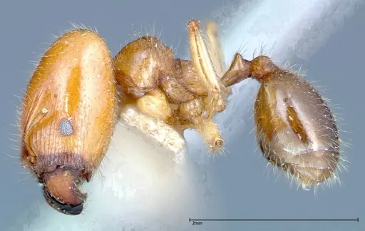 Pheidole bakeri specimen FOCOL0246 image focol0246_3