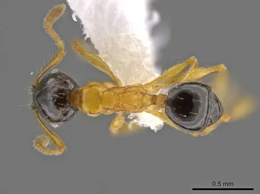 Pheidole balatro specimen CASENT0615088 image casent0615088_1