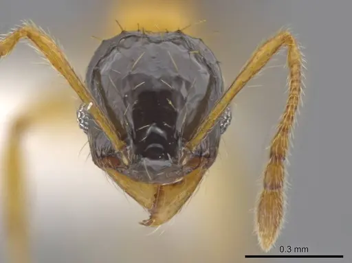 Pheidole balatro specimen CASENT0615088 image casent0615088_2