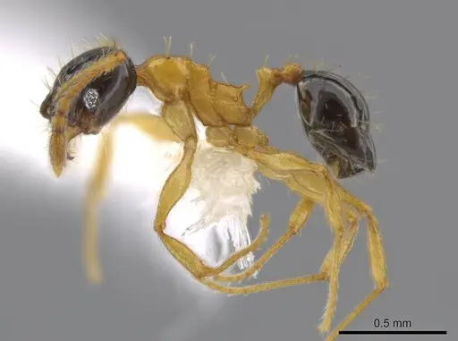 Pheidole balatro specimen CASENT0615088 image casent0615088_3