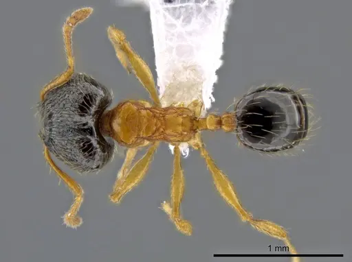 Pheidole balatro specimen CASENT0616276 image casent0616276_1