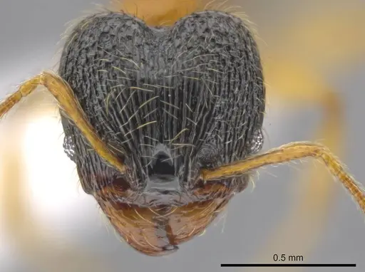 Pheidole balatro specimen CASENT0616276 image casent0616276_2