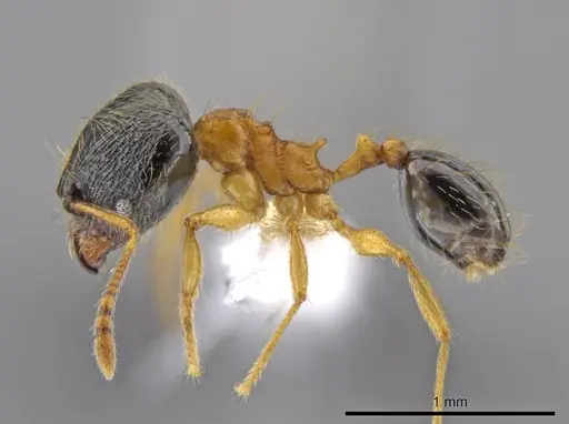 Pheidole balatro specimen CASENT0616276 image casent0616276_3