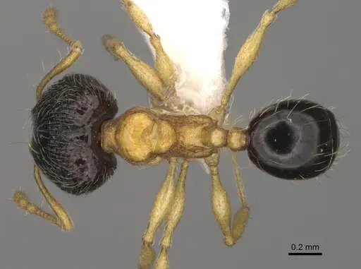 Pheidole balatro specimen CASENT0635416 image casent0635416_1