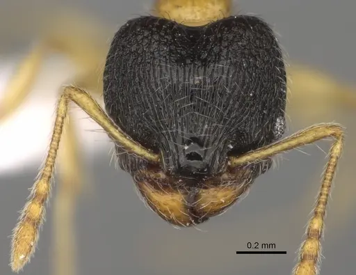 Pheidole balatro specimen CASENT0635416 image casent0635416_2