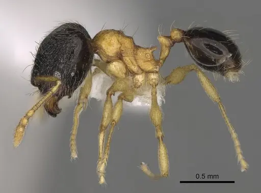 Pheidole balatro specimen CASENT0635416 image casent0635416_3