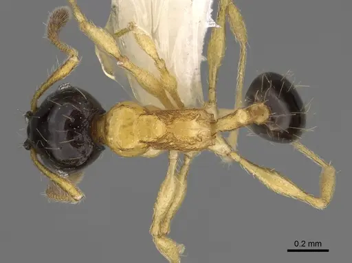 Pheidole balatro specimen CASENT0635417 image casent0635417_1