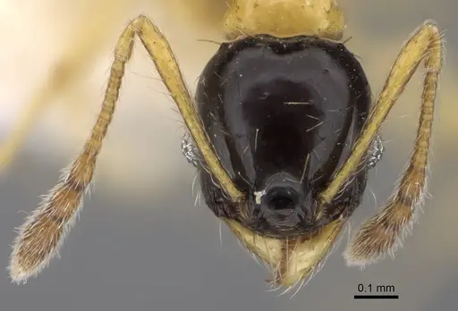 Pheidole balatro specimen CASENT0635417 image casent0635417_2