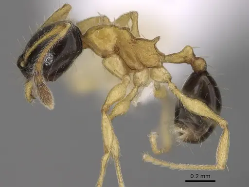 Pheidole balatro specimen CASENT0635417 image casent0635417_3