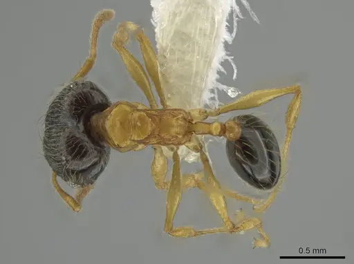 Pheidole balatro specimen CASENT0646314 image casent0646314_1