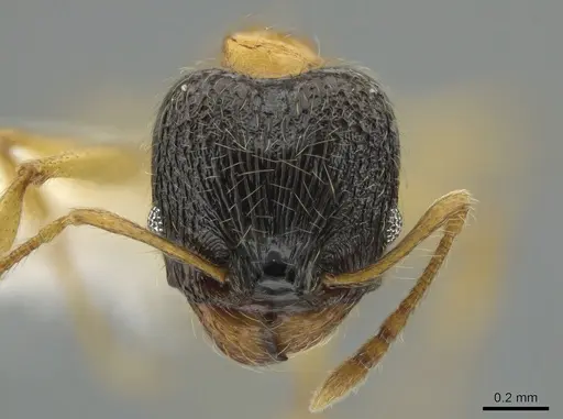 Pheidole balatro specimen CASENT0646314 image casent0646314_2