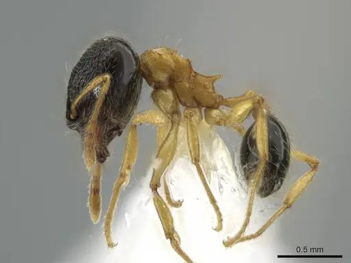 Pheidole balatro specimen CASENT0646314 image casent0646314_3