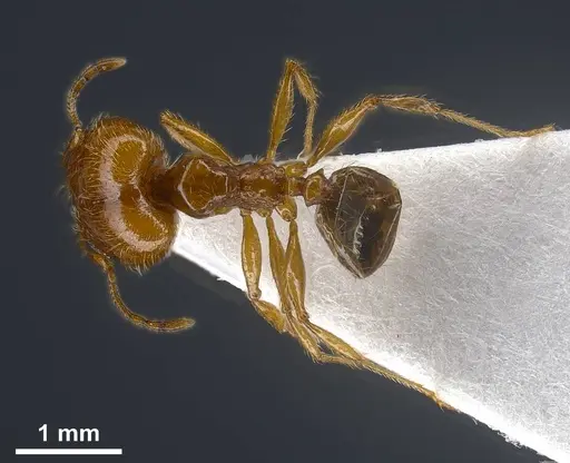 Pheidole balcanica specimen ANTWEB1038022 image antweb1038022_1