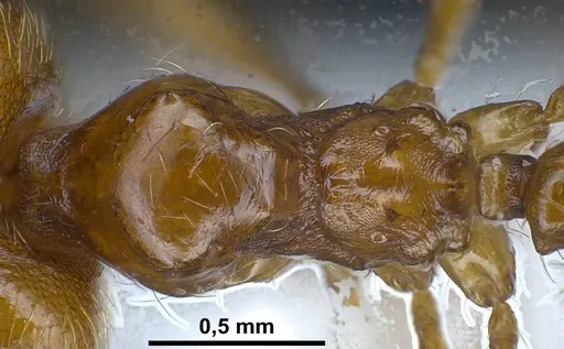 Pheidole balcanica specimen ANTWEB1038022 image antweb1038022_2