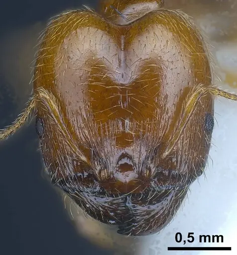Pheidole balcanica specimen ANTWEB1038022 image antweb1038022_3