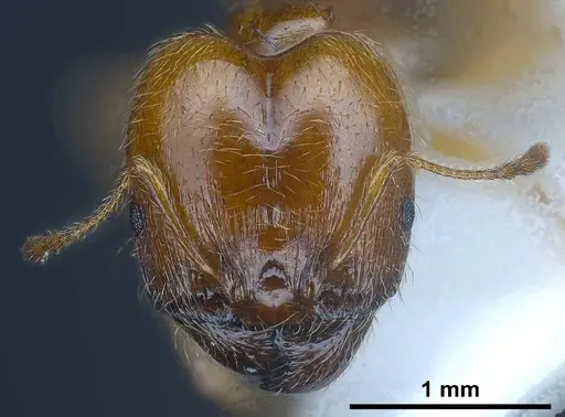 Pheidole balcanica specimen ANTWEB1038022 image antweb1038022_4