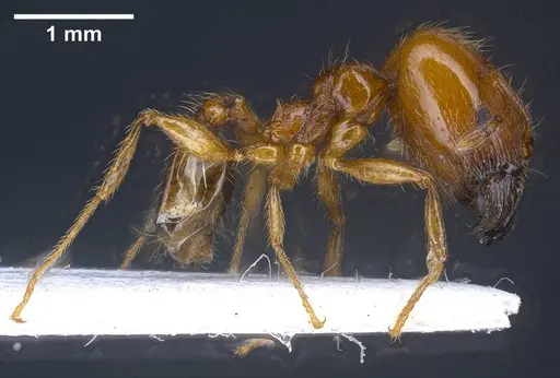Pheidole balcanica specimen ANTWEB1038022 image antweb1038022_5
